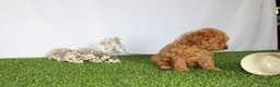 Toy Poodle dogs for sale: AKC Conner (tiny) - Ad 5