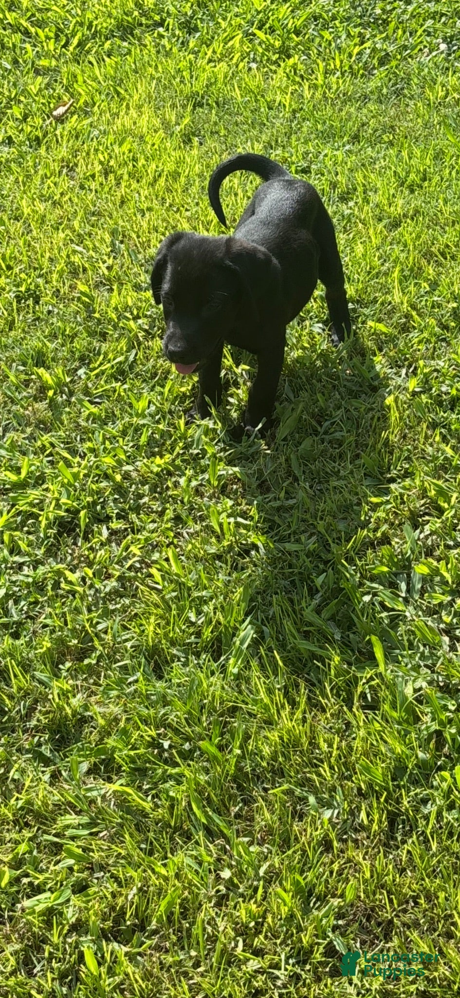 Labrador Retriever dogs Onyx - Ad 1