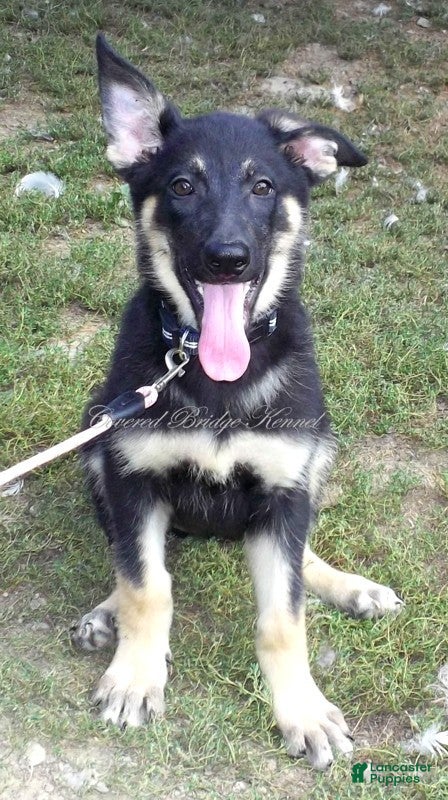 German Shepherd dogs Demi - Ad 29