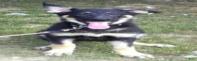 Demi
