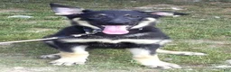 German Shepherd dogs for sale: Demi - Ad 1