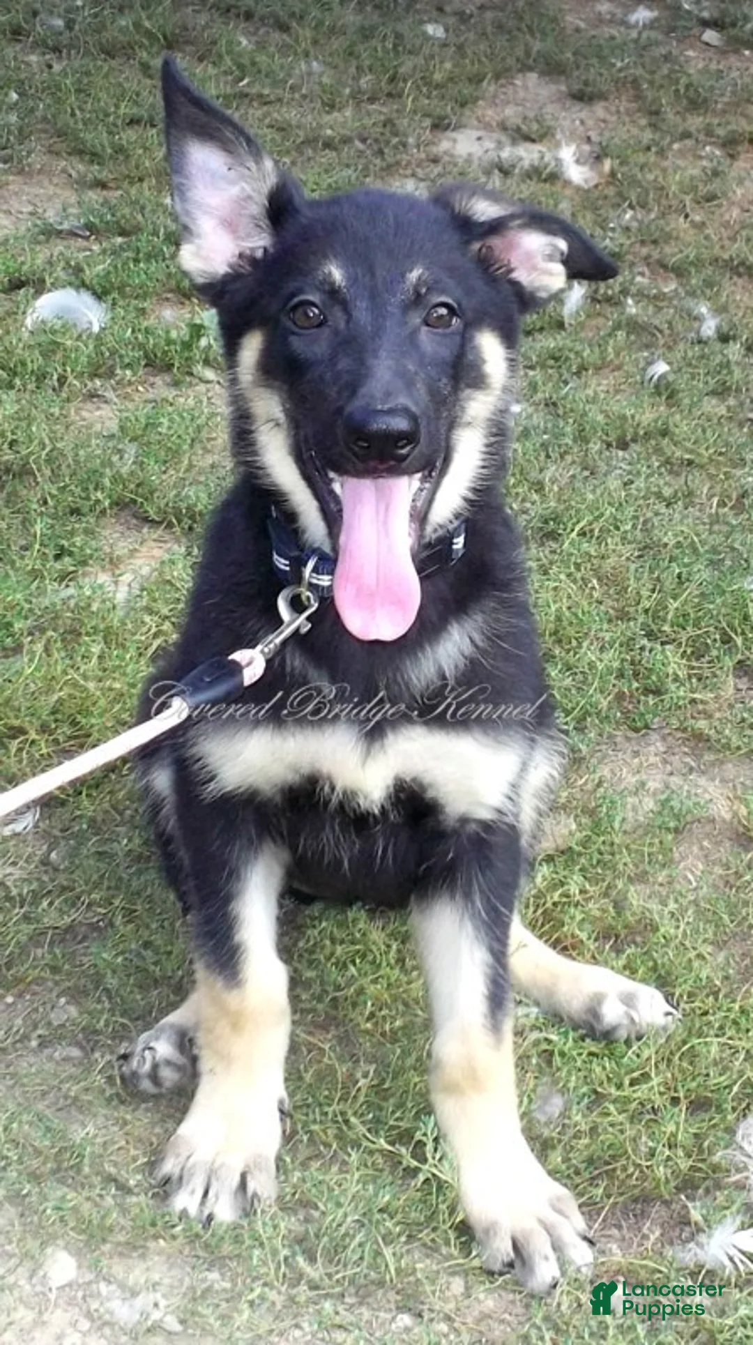 German Shepherd dogs for sale: Demi - Ad 1