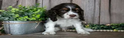Cocker Spaniel dogs for sale: Button - Ad 3