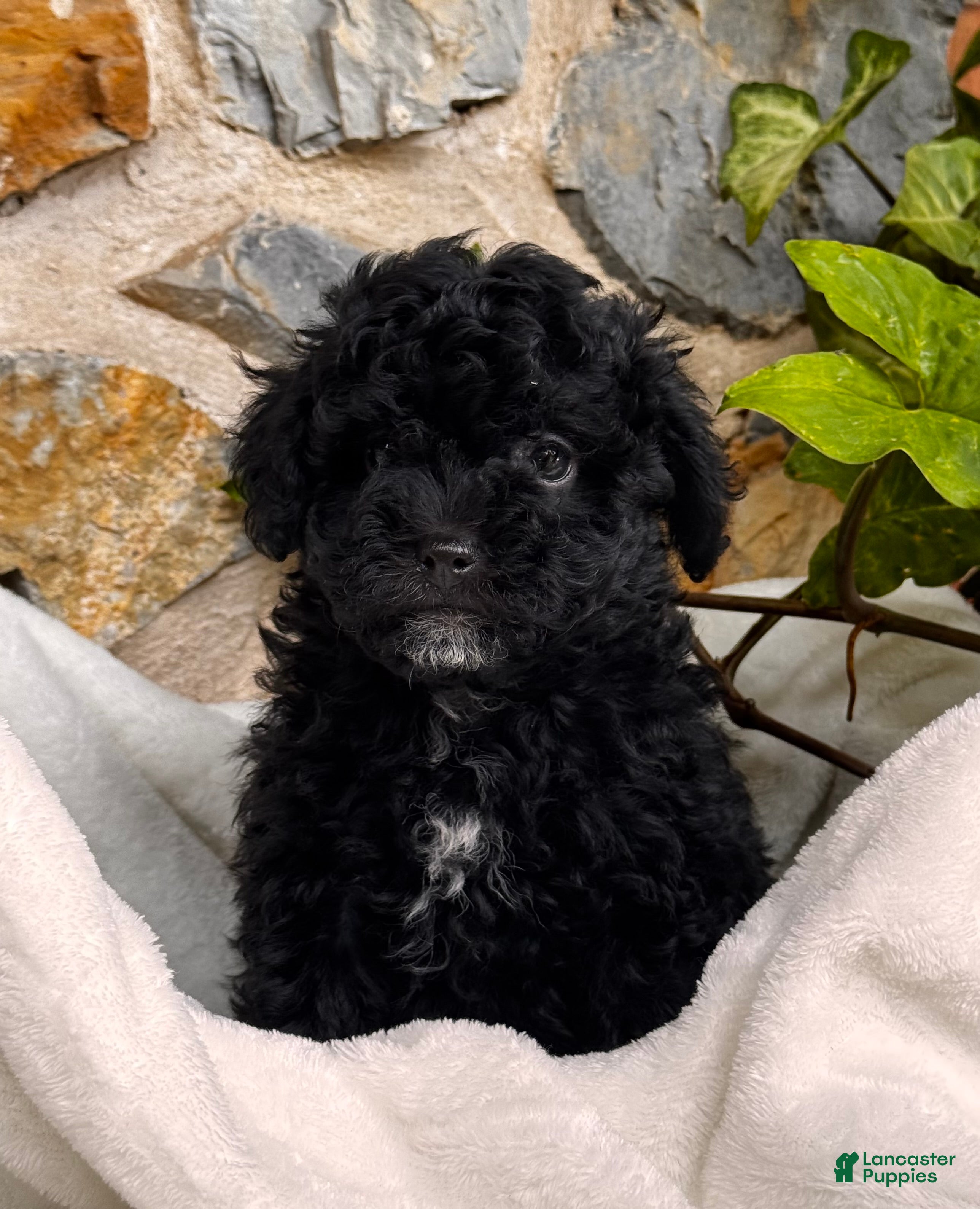 Mini Aussiedoodle dogs Colton 🐾 - Ad 2