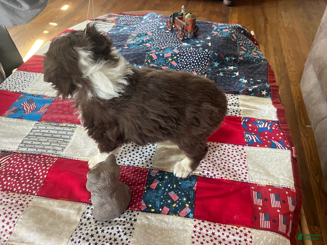 Mini Aussiedoodle dogs for sale: Scarlet Mini Aussiedoodle Puppy 6 - Ad 5