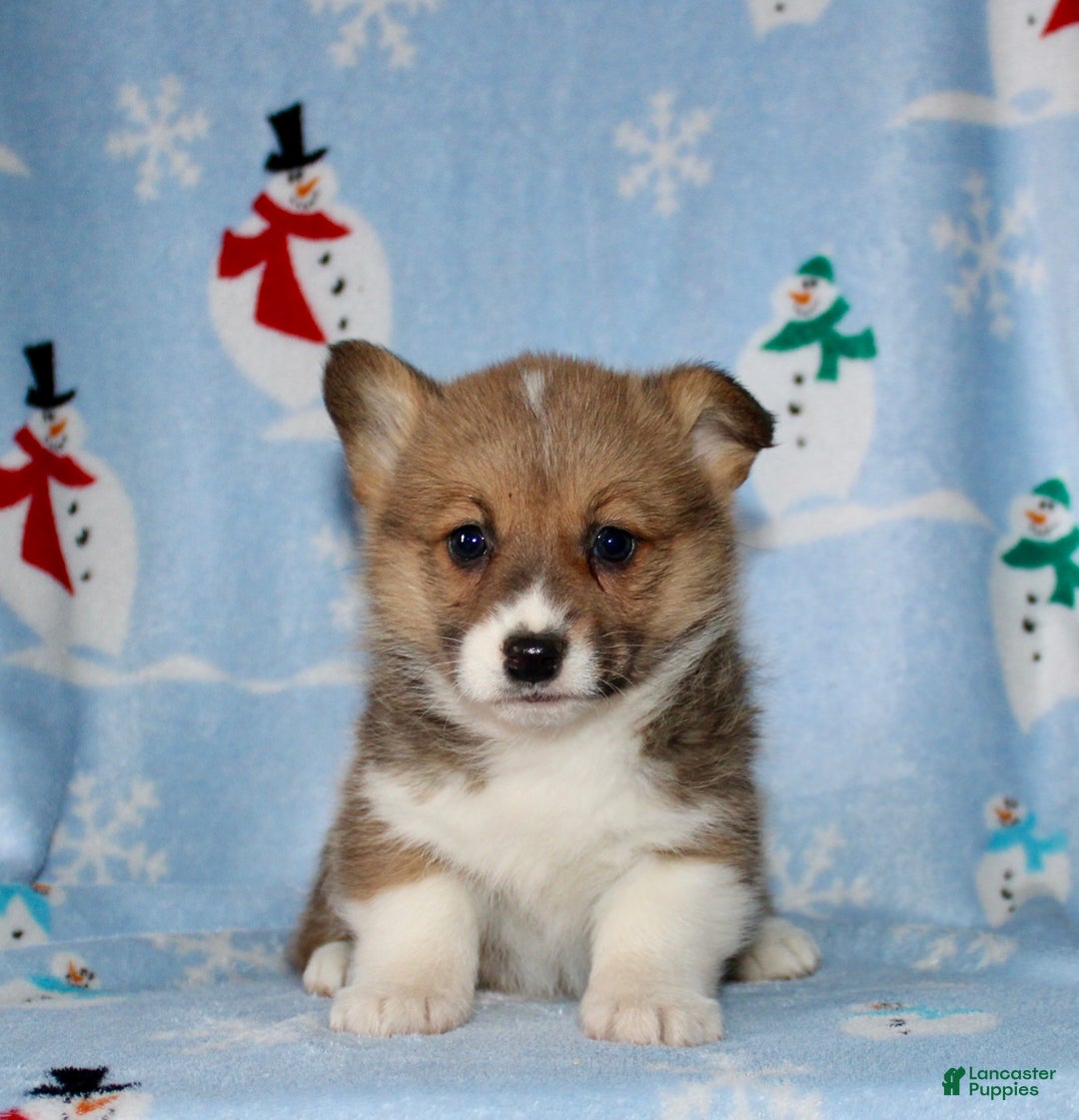 Welsh Corgi Pembroke dogs for sale: Misty - Ad 1