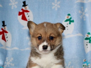 Welsh Corgi Pembroke dogs Misty - Ad 18