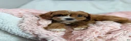 Cavapoo dogs for sale: Caramel 🎀 - Ad 14