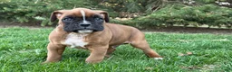 Boxer dogs for sale: Clover  - Ad 5
