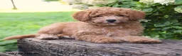 Maltipoo dogs for sale: Sunflower - Ad 3