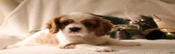 Cavalier King Charles Spaniel dogs for sale: Lexi - Ad 7