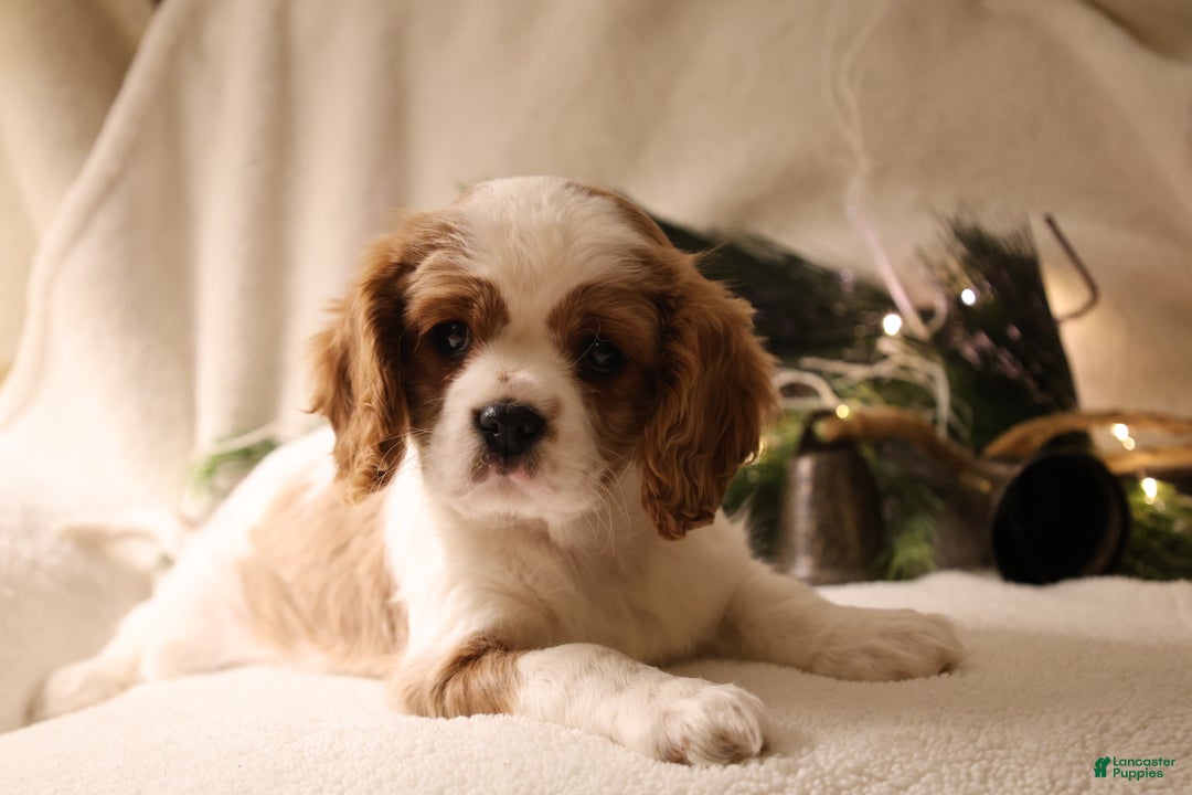 Cavalier King Charles Spaniel dogs for sale: Lexi - Ad 7