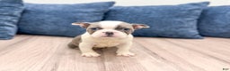 Frenchton dogs for sale: Sydney - Ad 2