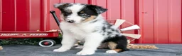 Miniature Australian Shepherd dogs for sale: Rex - Ad 2