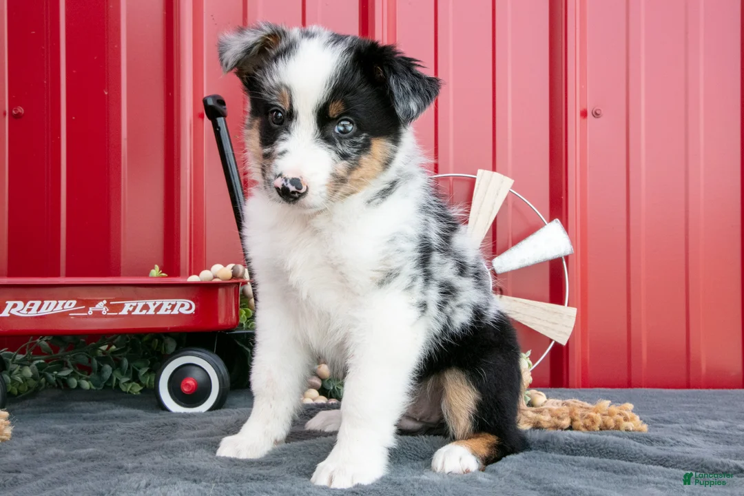 Miniature Australian Shepherd dogs for sale: Rex - Ad 2