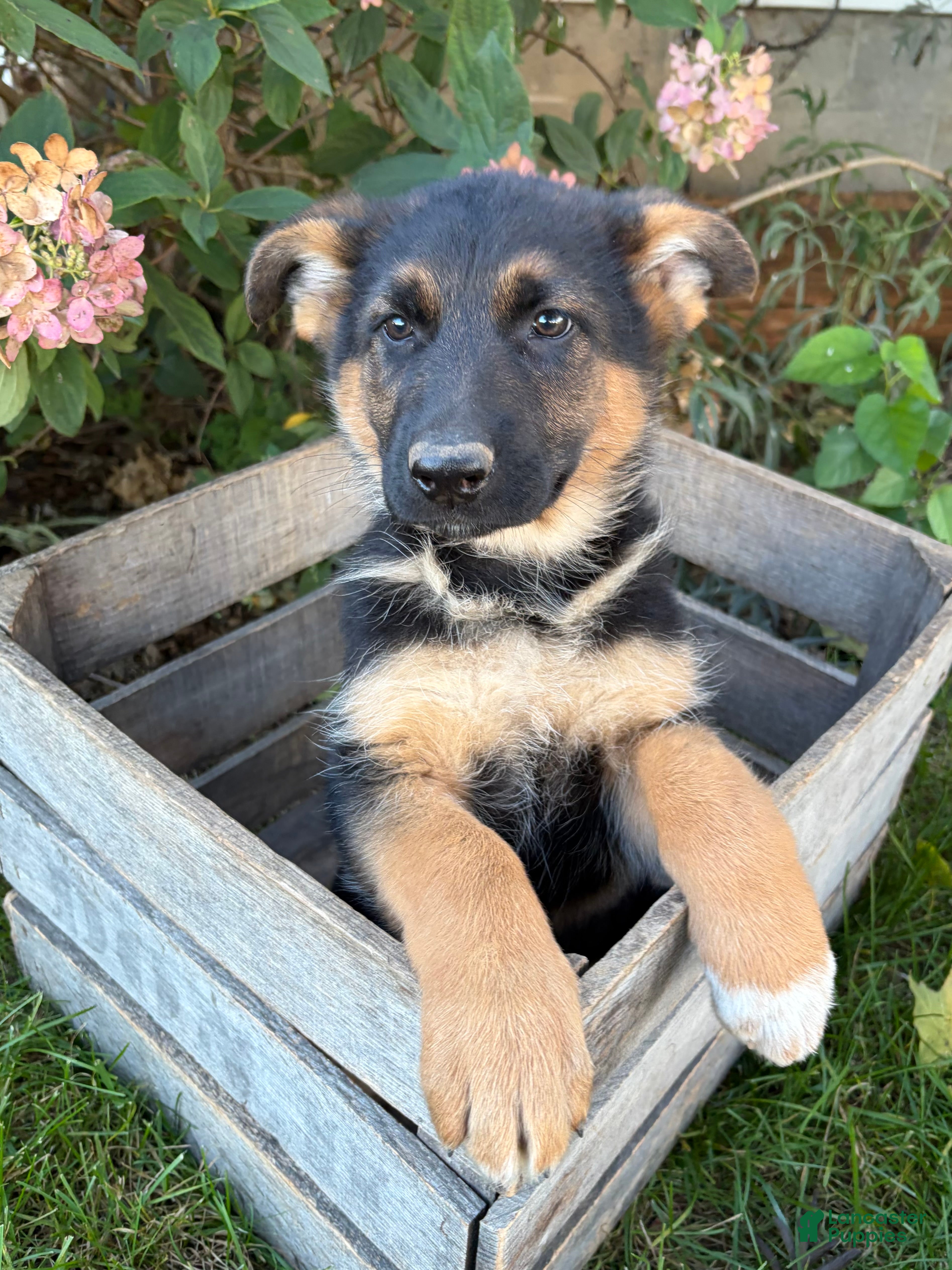 German Shepherd dogs Delaney - Ad 1