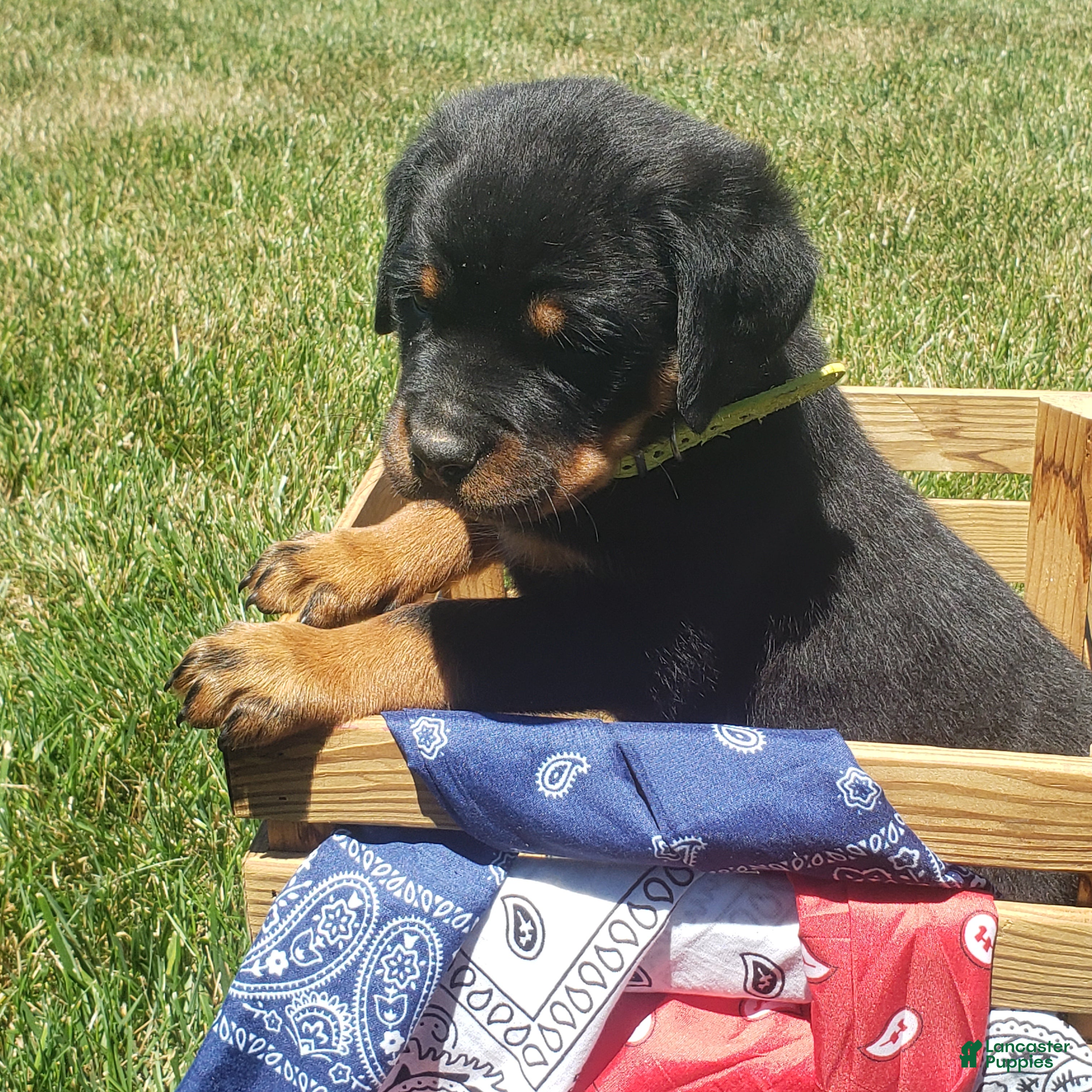 Rottweiler dogs Kai - Ad 2