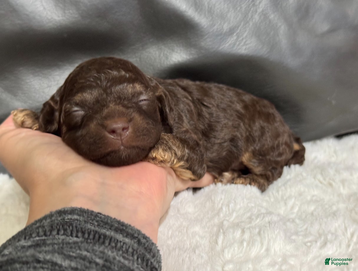 Toy Poodle dogs Lucky - Ad 29