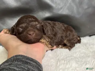 Toy Poodle dogs Lucky - Ad 29