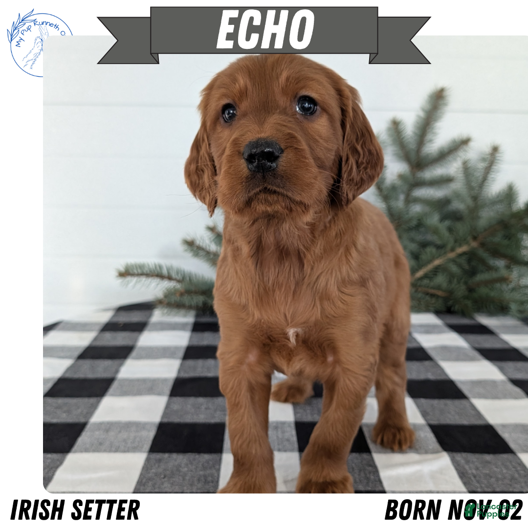 Irish Setter dogs for sale: Echo - Ad 1