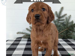 Irish Setter dogs Echo - Ad 4