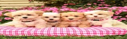Maltipoo dogs for sale: Opie - Ad 5