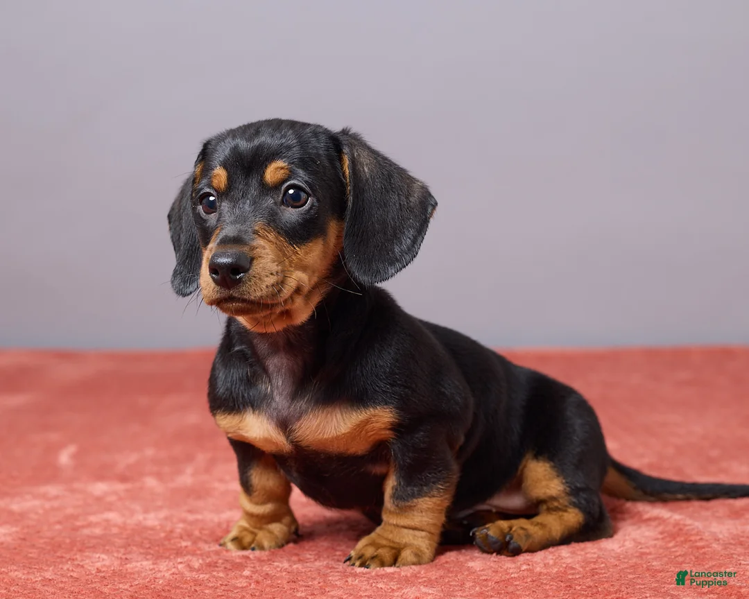 Miniature Dachshund dogs for sale: Kyle - Ad 2