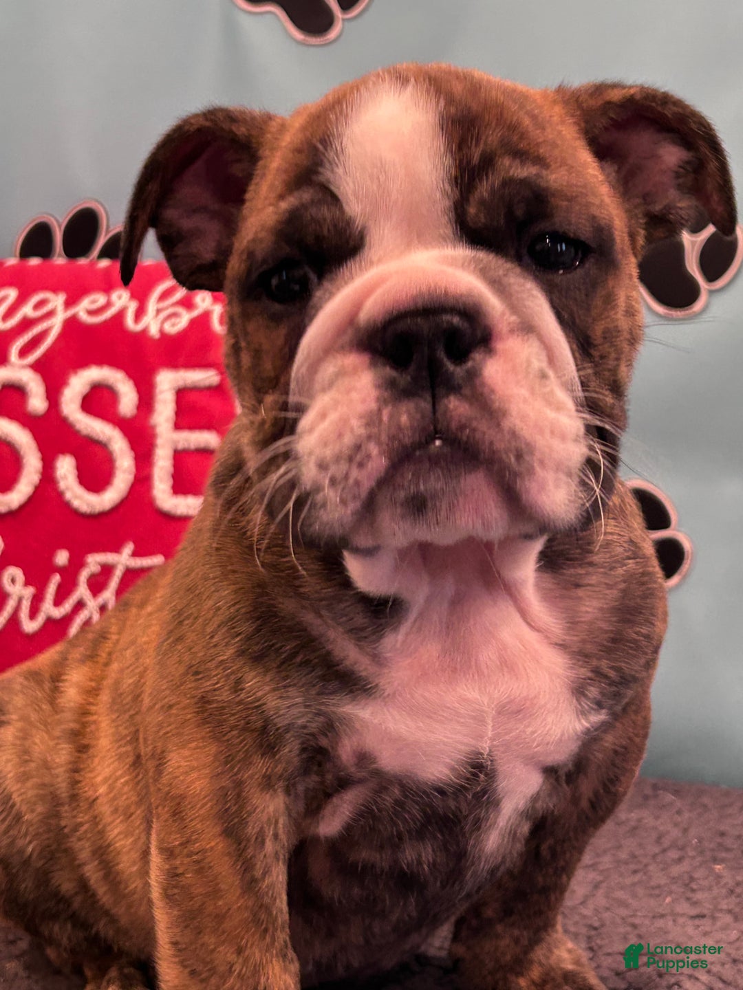 English Bulldog dogs for sale: SAWYER - Ad 8