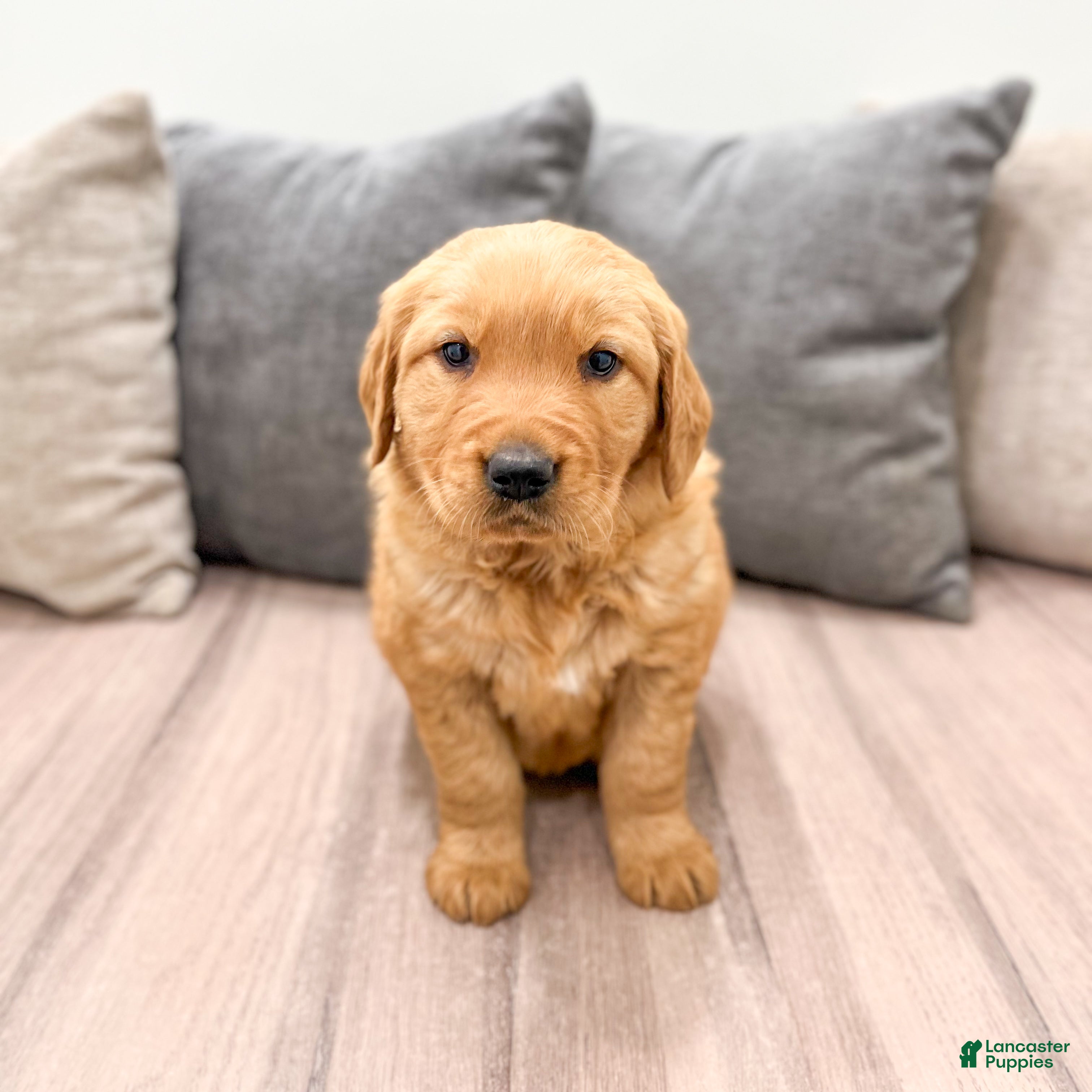 Golden Retriever dogs Hailey - Ad 2
