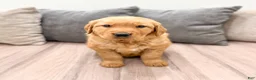 Golden Retriever dogs for sale: Hailey - Ad 2