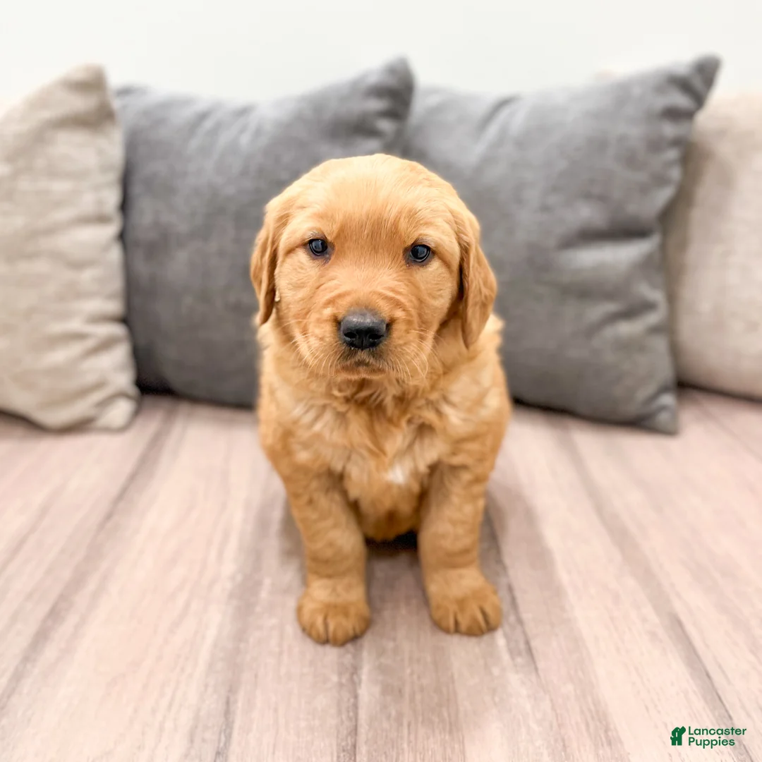 Golden Retriever dogs for sale: Hailey - Ad 2