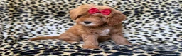 Cavapoo dogs for sale: Sassy - Ad 5