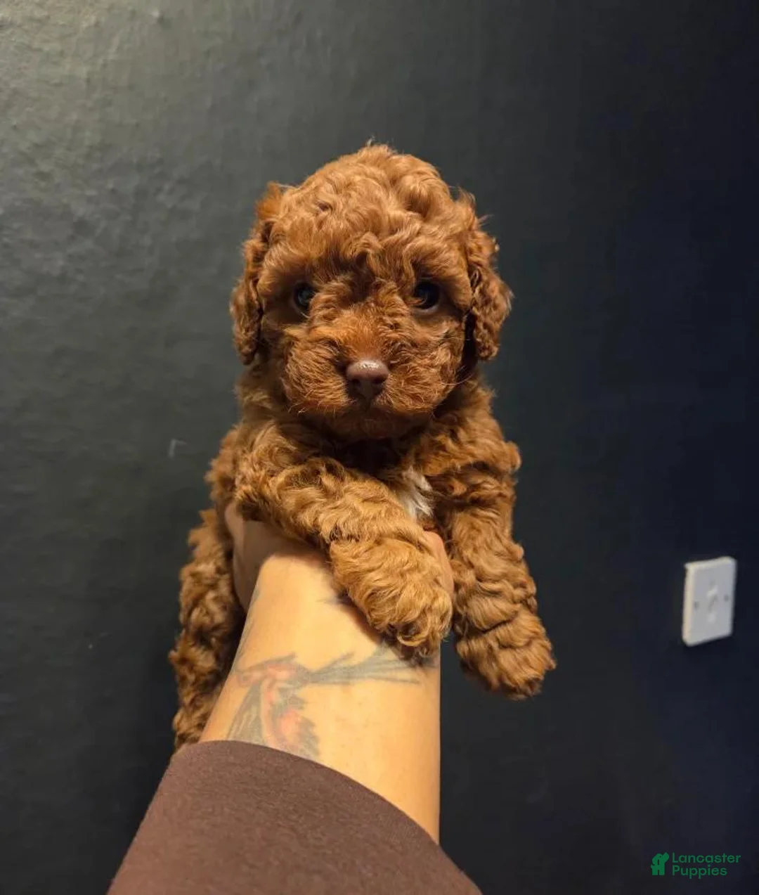 Toy Poodle dogs for sale: Kevin - Ad 1