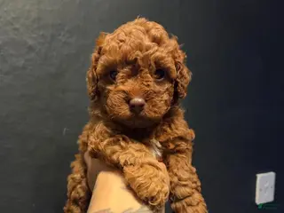 Toy Poodle dogs Kevin - Ad 6