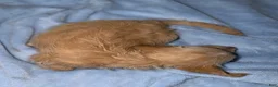 Mixed Breed dogs for sale: Mixed Breed 1 - Ad 2