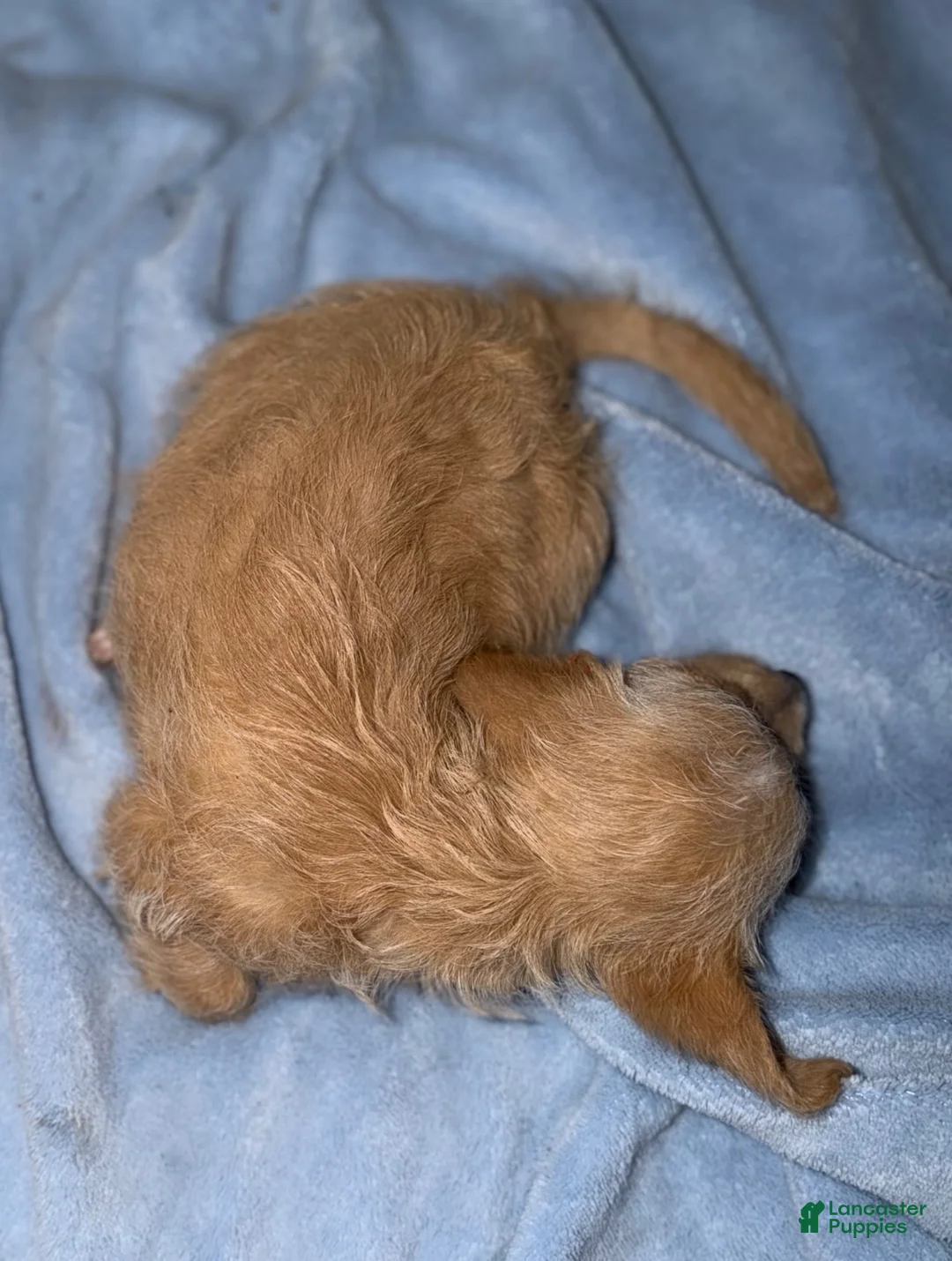Mixed Breed dogs for sale: Mixed Breed 1 - Ad 2