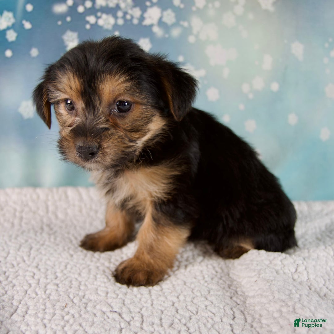 Morkie dogs for sale: Baxter - Ad 2