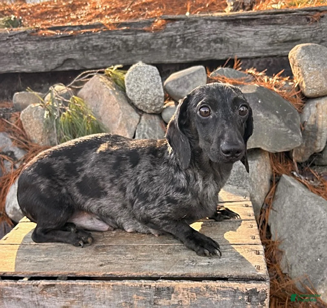 Dachshund dogs for sale: Teddy - Ad 4