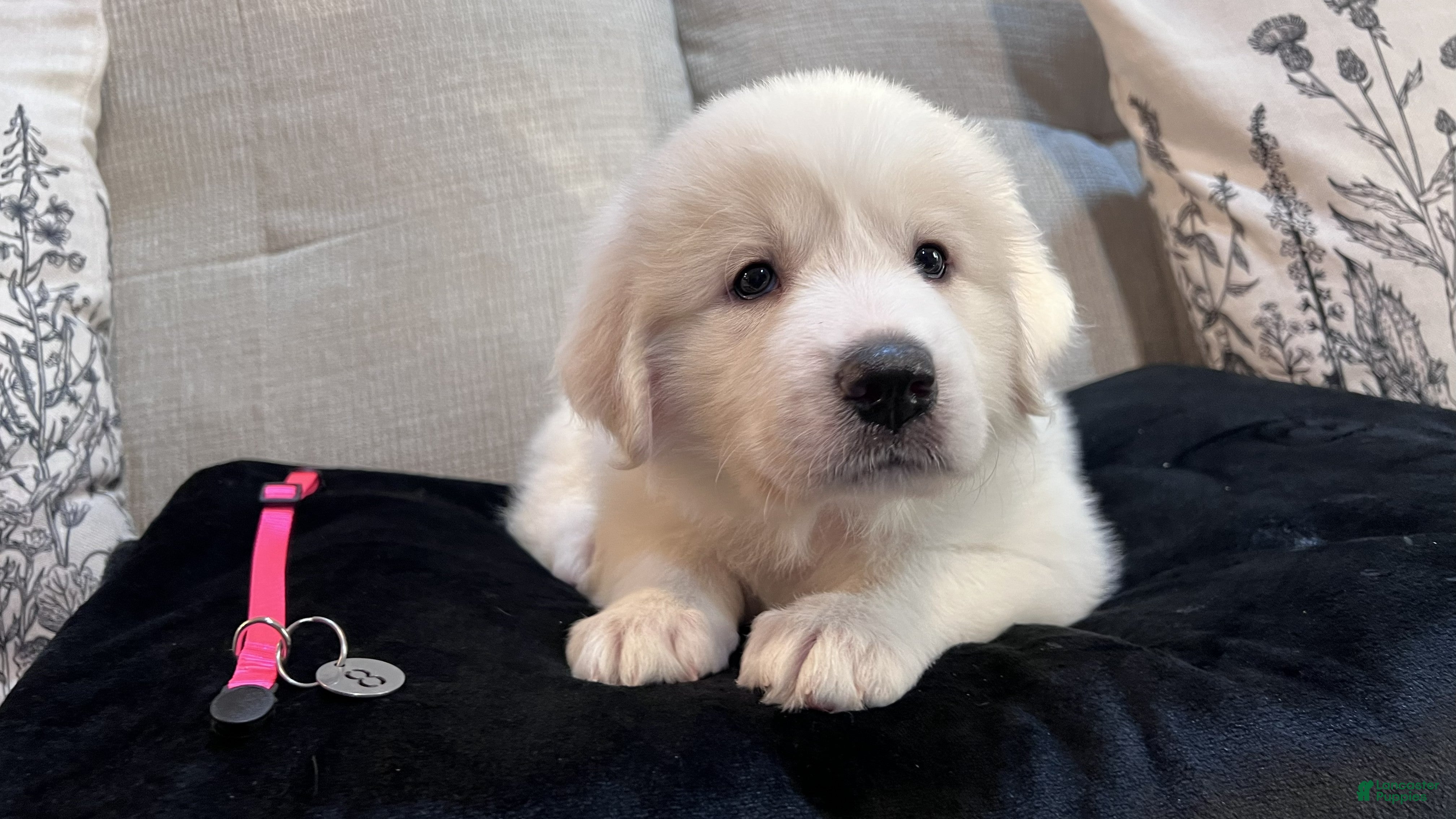 Great Pyrenees dogs Meadow - Hot Pink Collar - Ad 2
