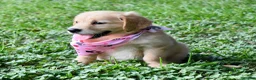 Golden Retriever dogs for sale: Pink Girl 4 - Ad 17