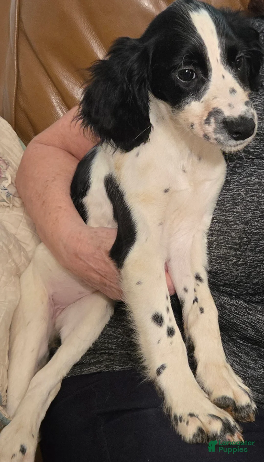 English Springer Spaniel dogs for sale: Terra - Ad 2