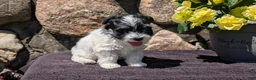 Havanese dogs for sale: Teddy - Ad 5
