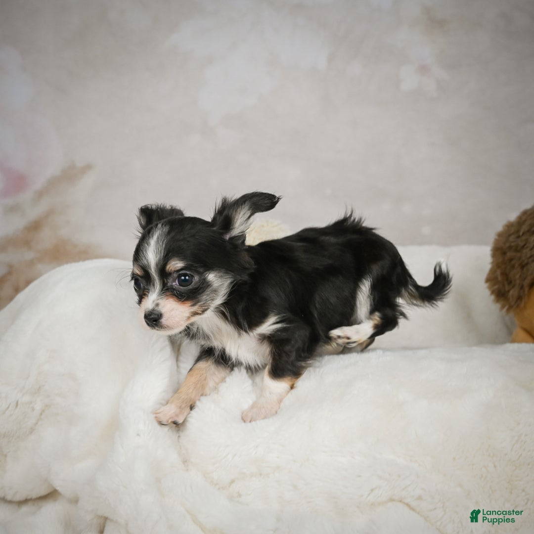 Chihuahua dogs for sale: Tiny - Ad 5