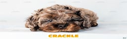Cockapoo dogs for sale: Crackle - Ad 13
