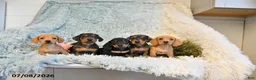 Miniature Dachshund dogs for sale: Bear - Ad 5