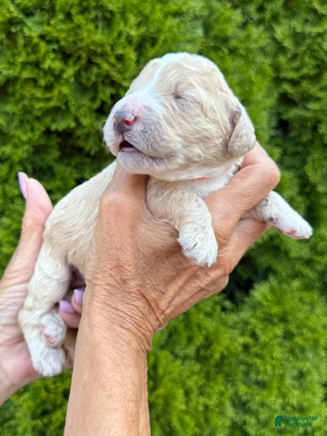 Goldendoodle dogs for sale: Coral - Ad 4