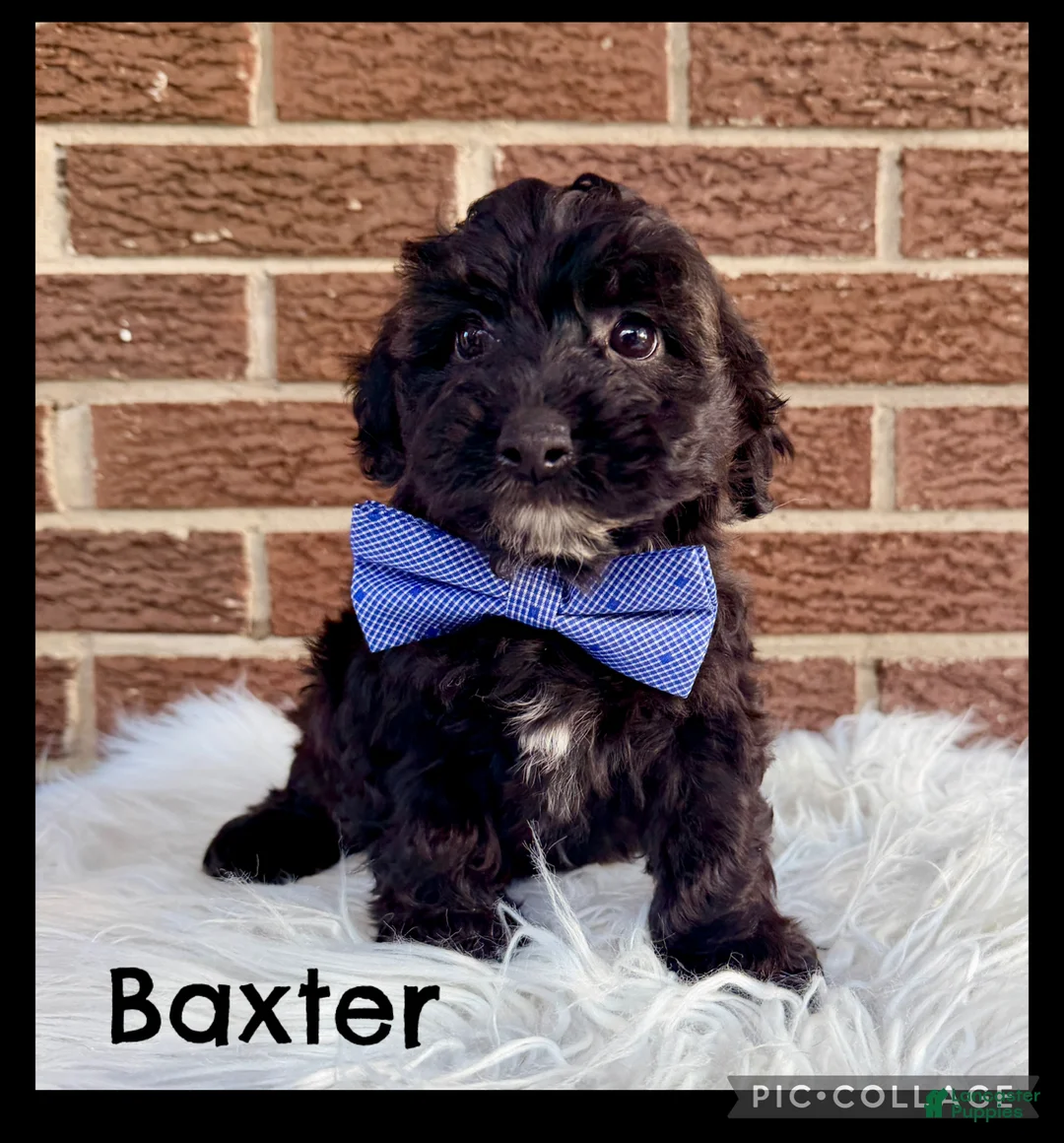 Yorkiepoo dogs for sale: Baxter - Ad 1