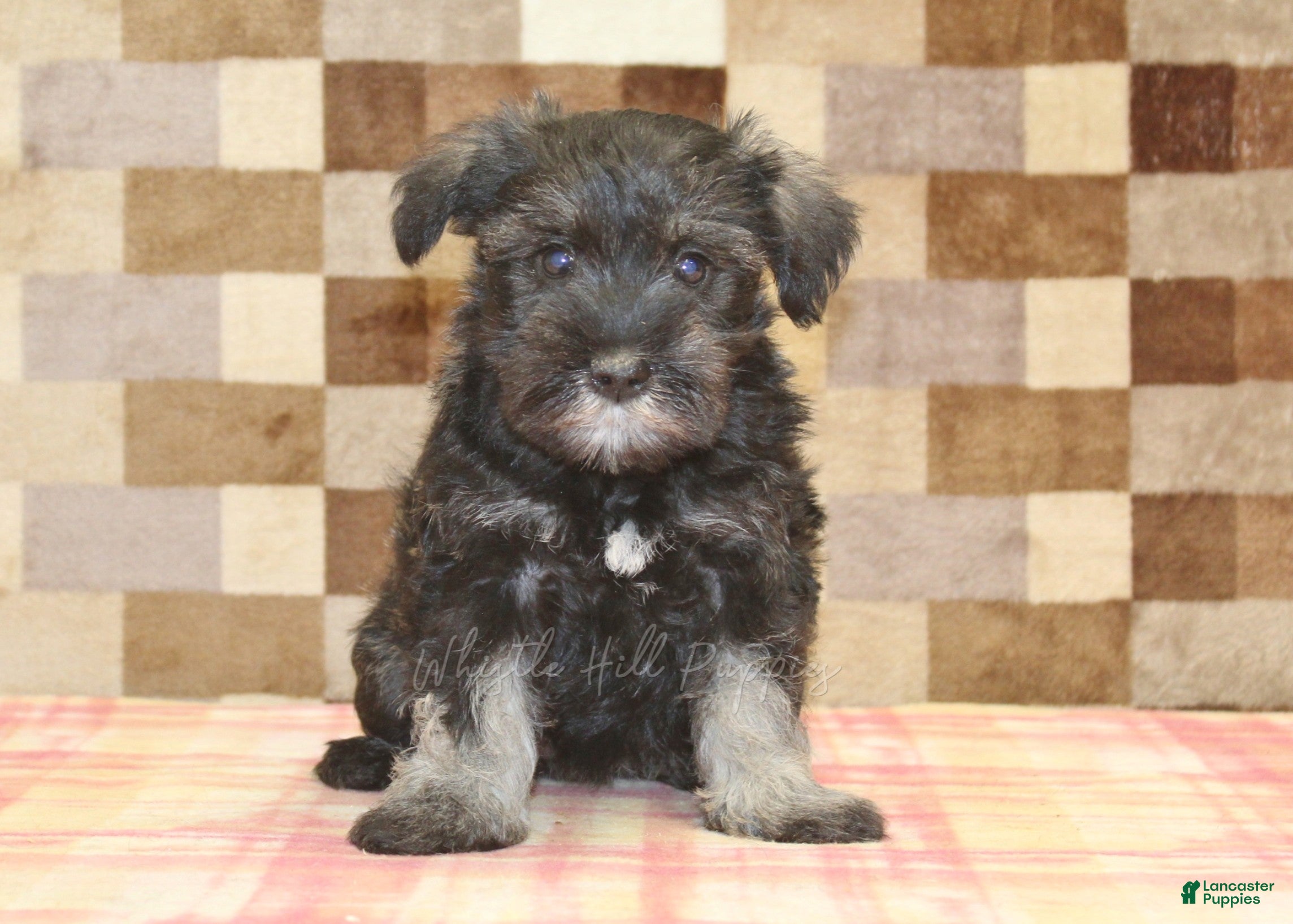 Miniature Schnauzer dogs Echo - Ad 1