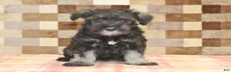 Miniature Schnauzer dogs for sale: Echo - Ad 1