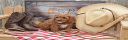 Cavapoo dogs for sale: Jerrick - Ad 5